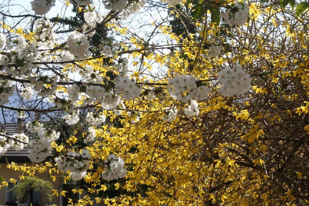 Albergo Garni Villa Moretti Tenno Bagian luar foto